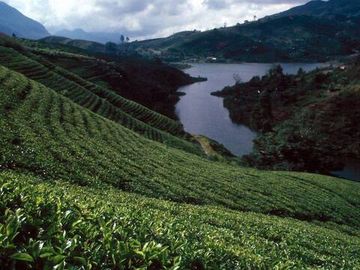 Чай чёрный Цейлон отборный, 80гр