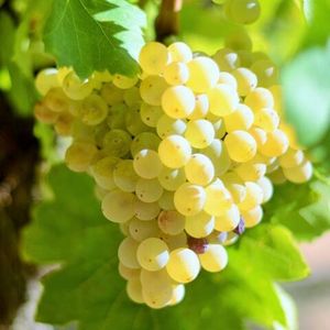 Гренаш Блан (исп. Garnacha blanca) - белый сорт винограда