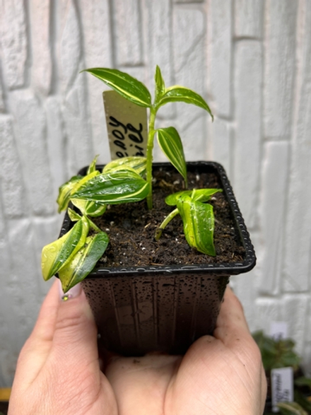 Желтый холм