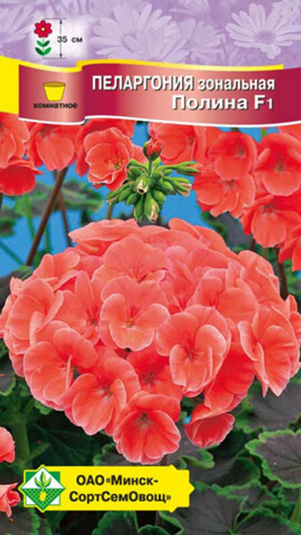 Пеларгония зональная "Полина F1" 4шт, Чехия.