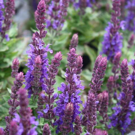 Шалфей дубравный "Майнахт". Salvia nemorosa "Mainacht".