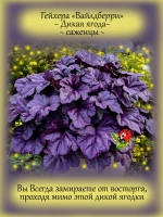 Гейхера Вайлдберри Дикая ягодка