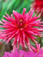 Георгин бордюрный Сити оф Лейден