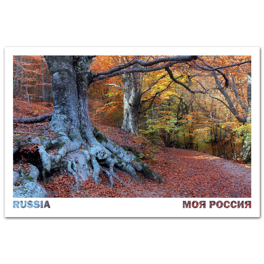 Буковый лес на склонах Демерджи, Крым