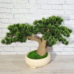 Бонсай Сосна японская малая 40см в кашпо