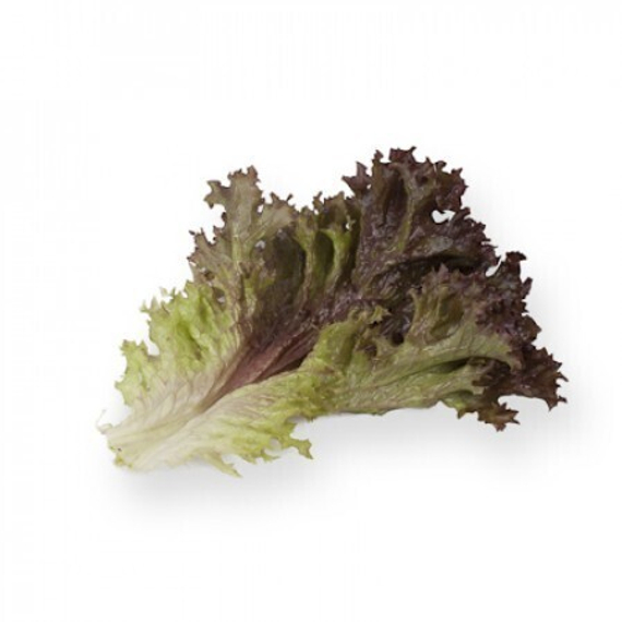 ЭНТОНИ семена салата Rijk Zwaan отзывы – фото 10