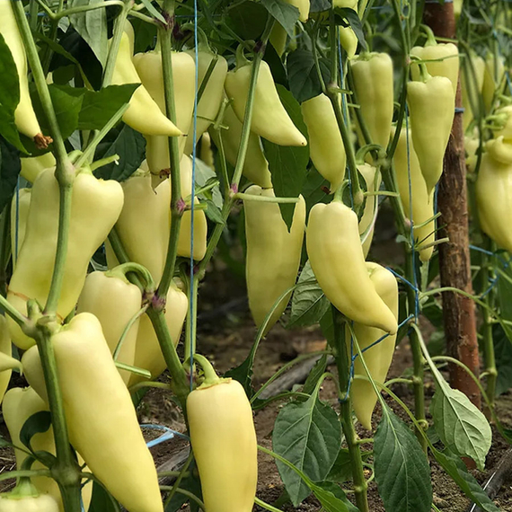 Хаски F1 семена перца сладкого (Enza Zaden / Энза Заден) – фото 4