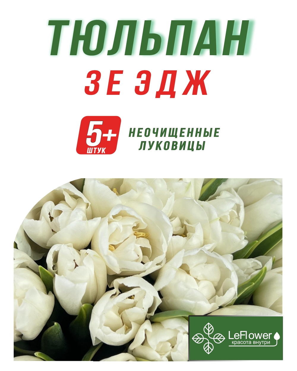 Тюльпан Луковица, Зе Эдж, 5+ шт