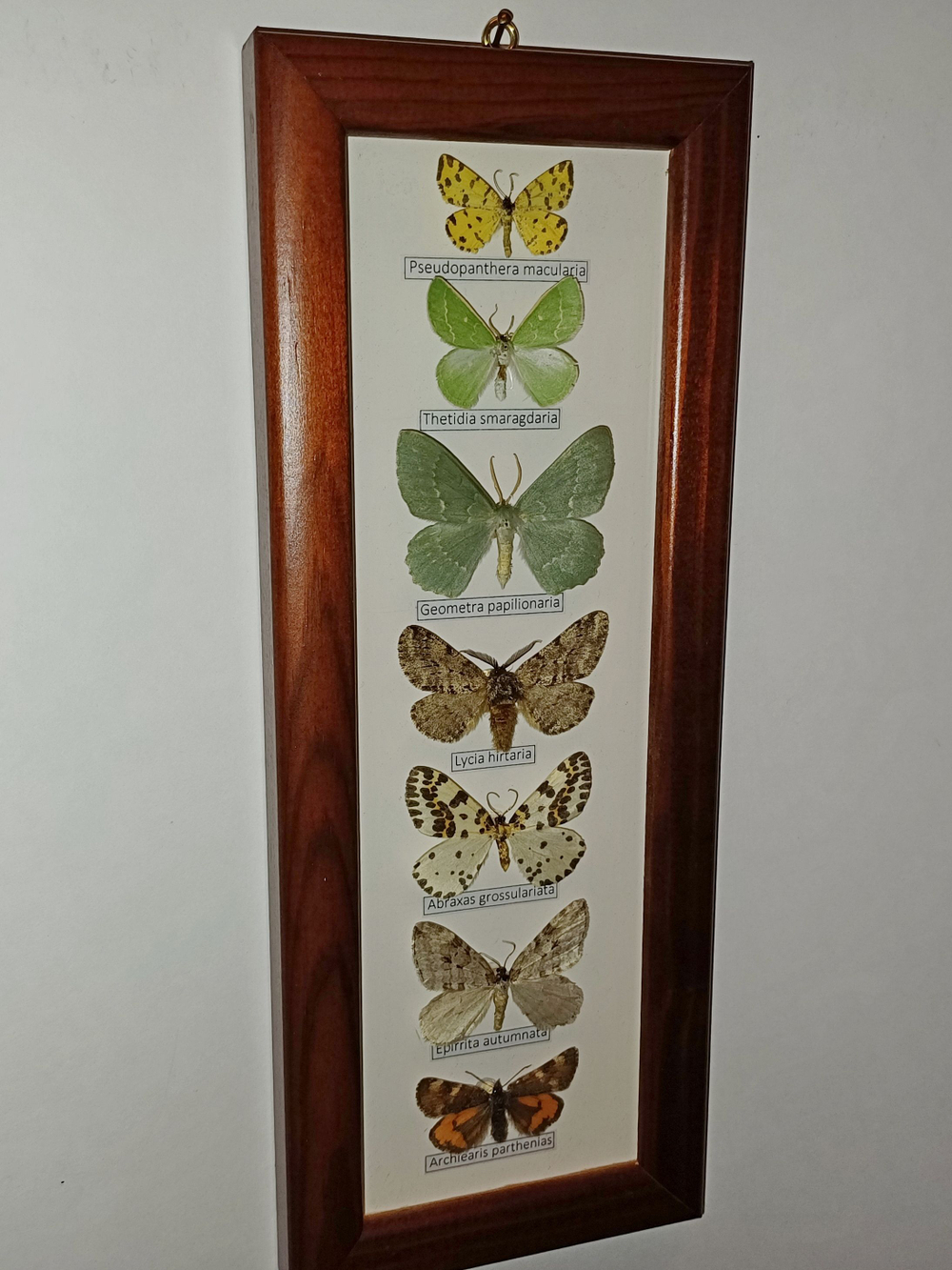 Бабочки Геометриды в рамке