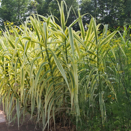 Фалярис тросниковый 'Arctic Sun' С2 Закупка М43 май- июнь 2026