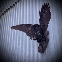 Чучело ворона