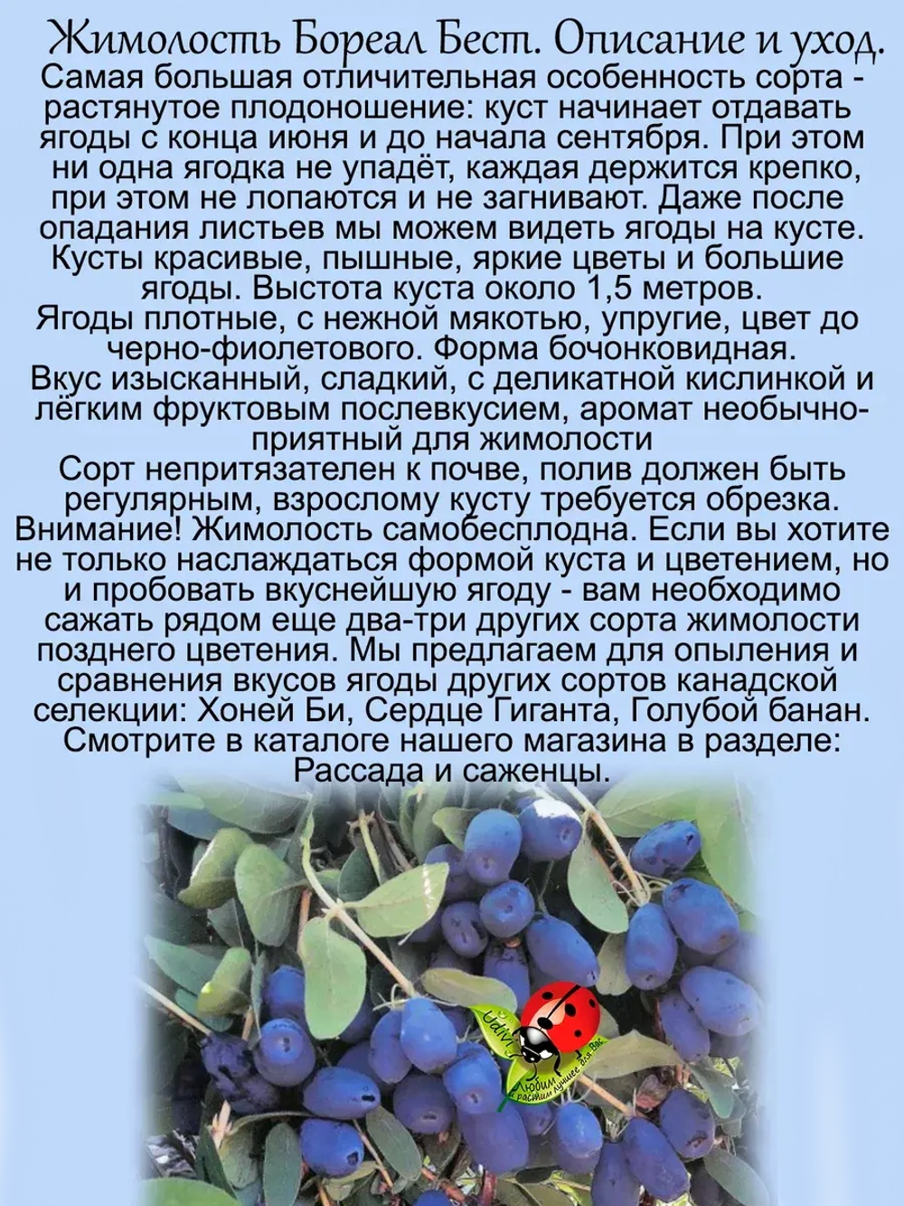 Жимолость Бореал Бест канадская поздняя