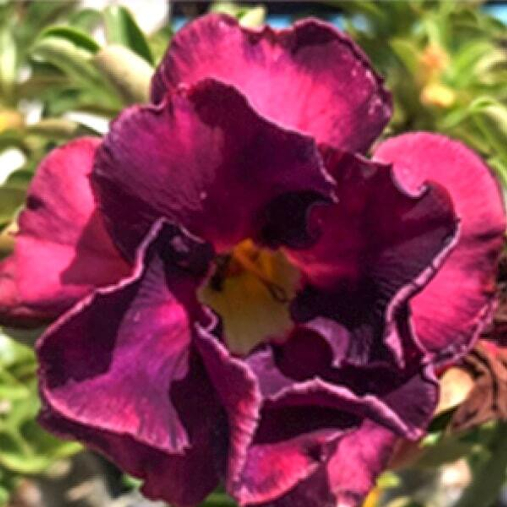 Адениум обесум TAIWAN PURPLE