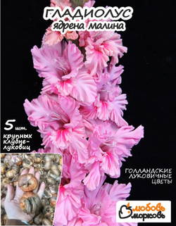 Гладиолус Луковица, Ядрена Малина, 5 шт