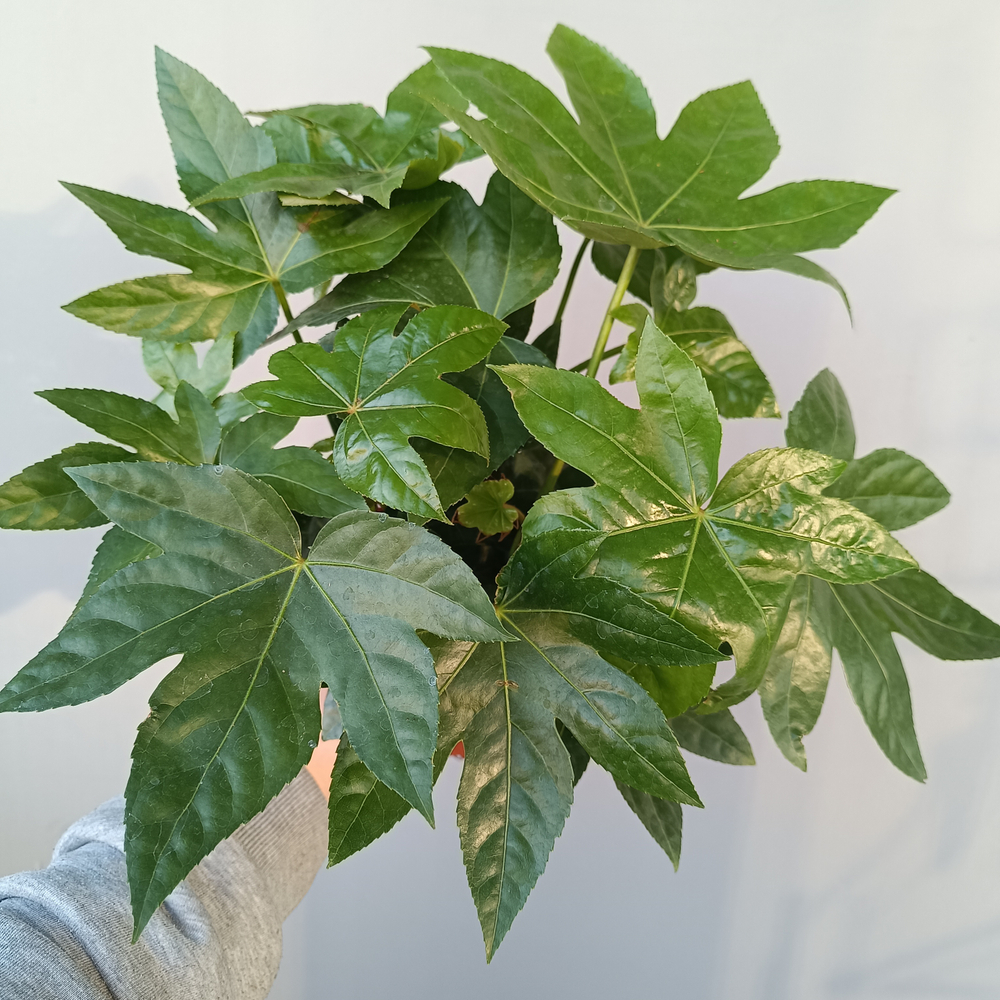 Фатсия Японская