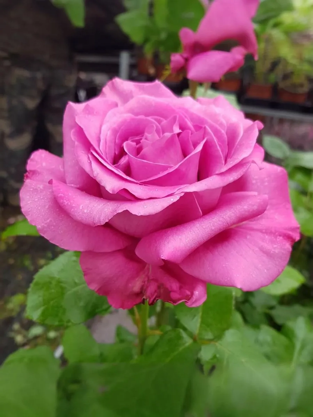 Роза чайно-гибридная Клод Брассер