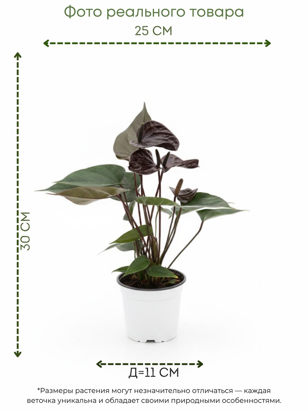 White Aesthetic Indoor Plant Sale Instagram Story (1)
