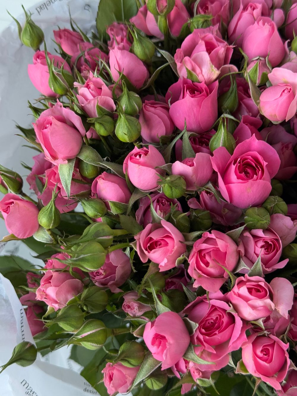 Кустовая роза в розовом оттенке