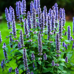 Иссоп лекарственный С5