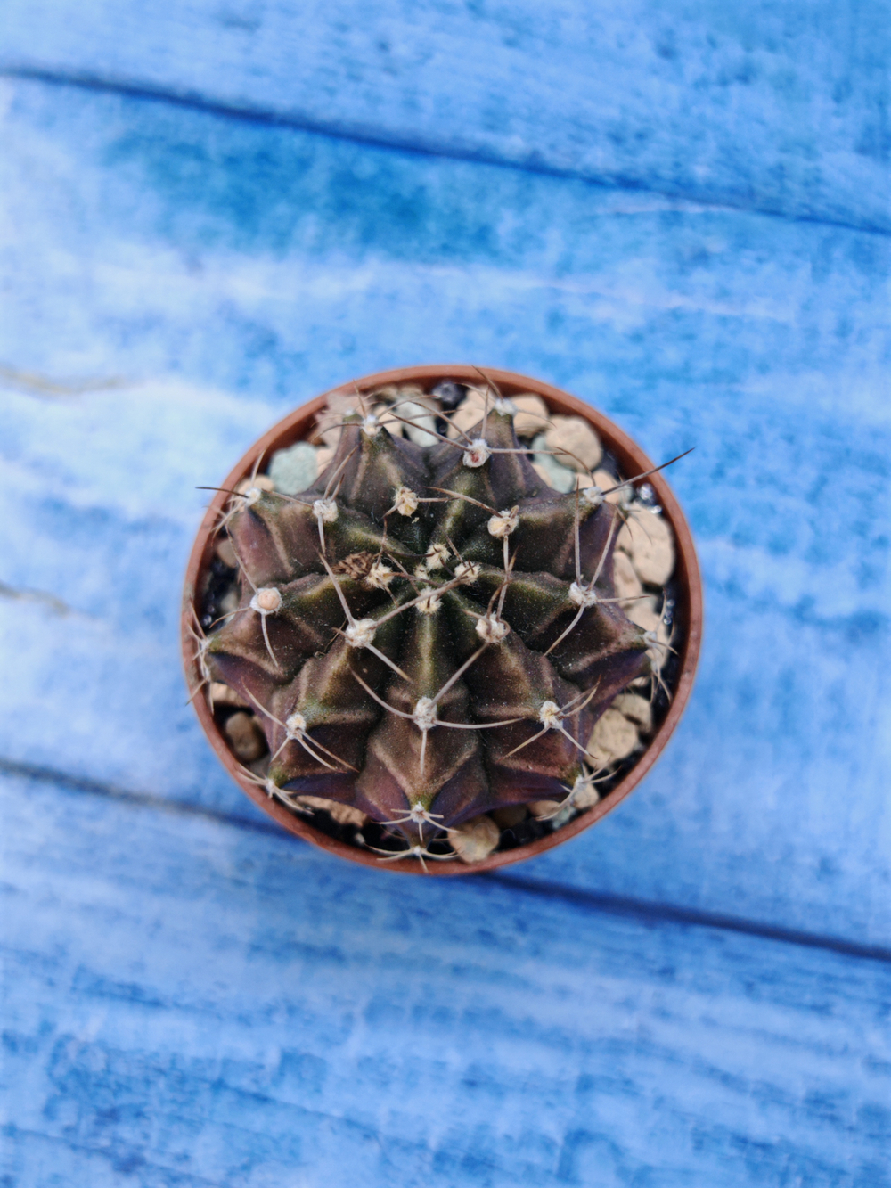 Gymnocalycium Friedrichii (Гимнокалициум)