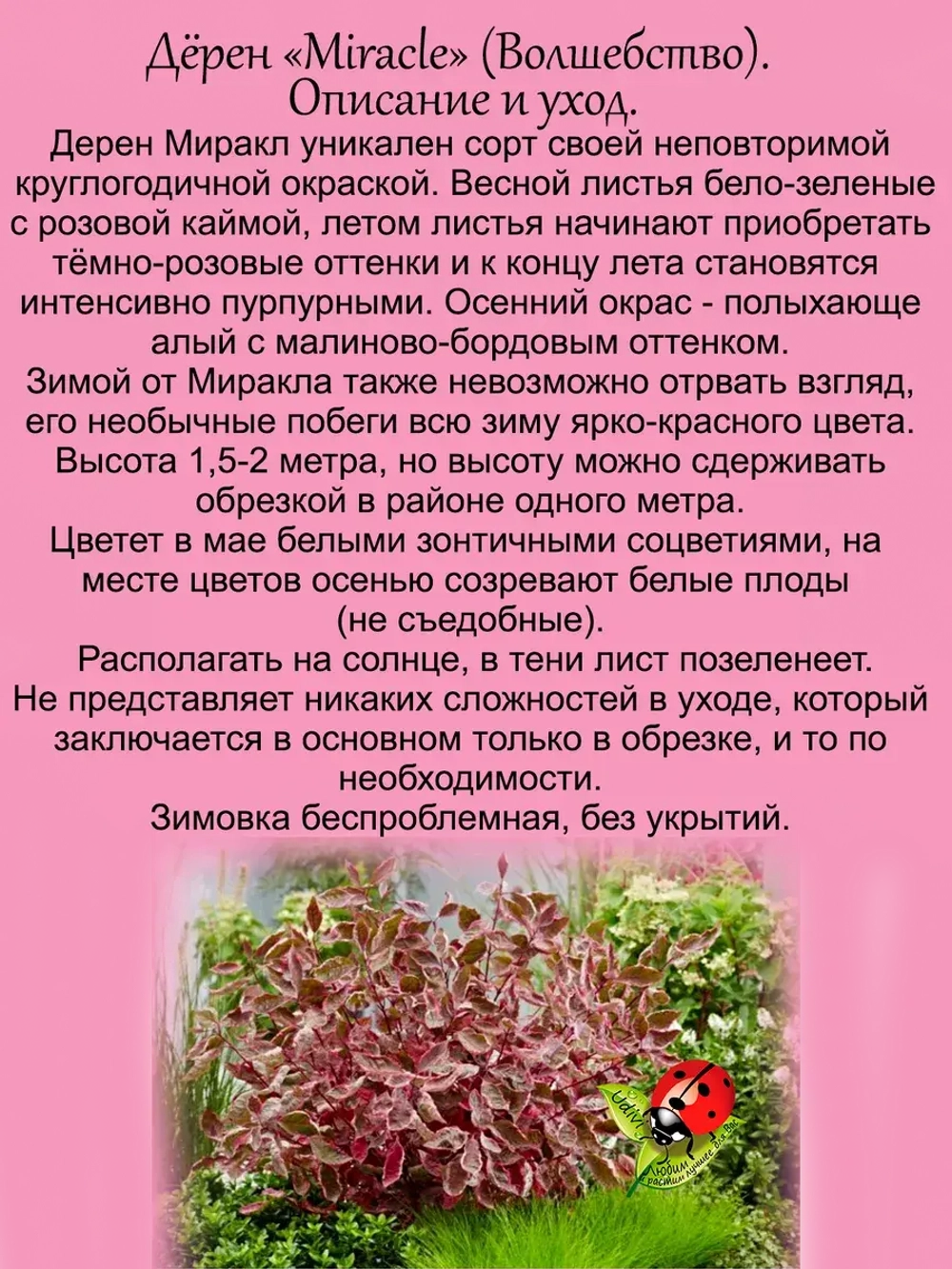 Дёрен Миракл розово пурпурный