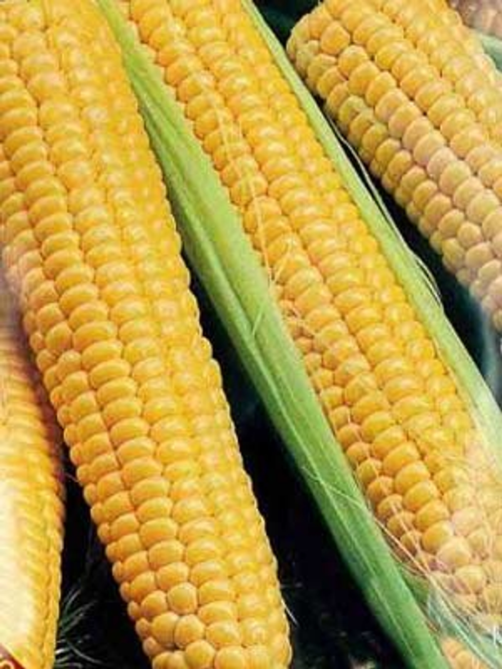 Кукуруза Детская сахарная 5г Б Гавриш