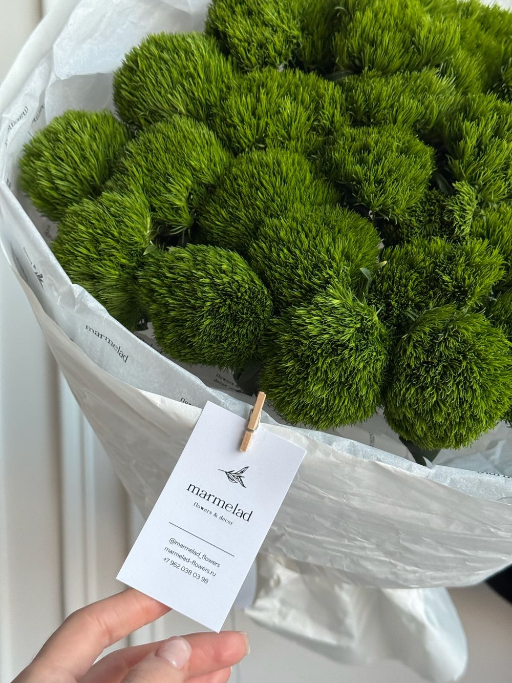 Моно букет из диантусов сорта Грин трик 25 шт