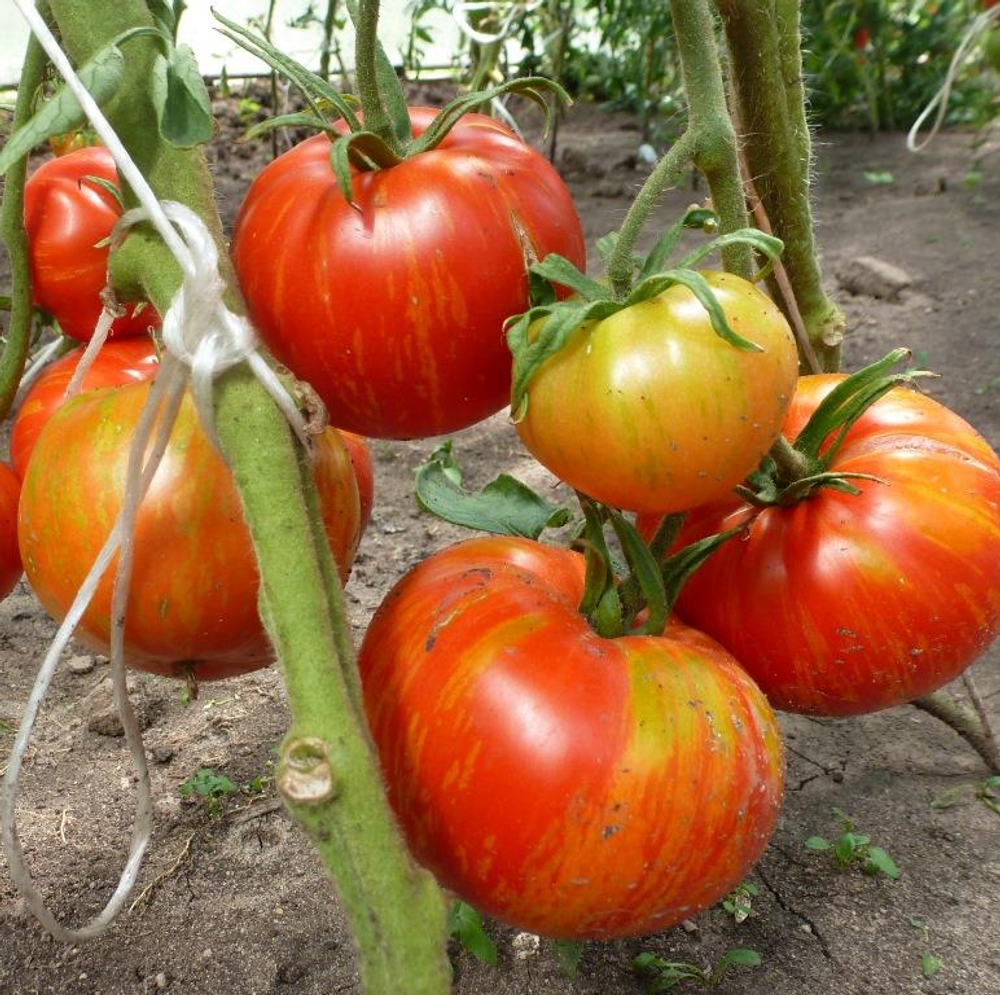 Помидоры Solar Flare – Вспышка На Солнце