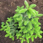 Пихта кефалиннийская Мейерс Дварф С5 20-30