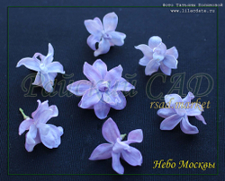 Сирень Небо Москвы