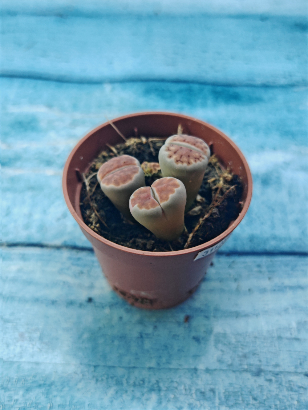 Lithops sp. (Литопсы)