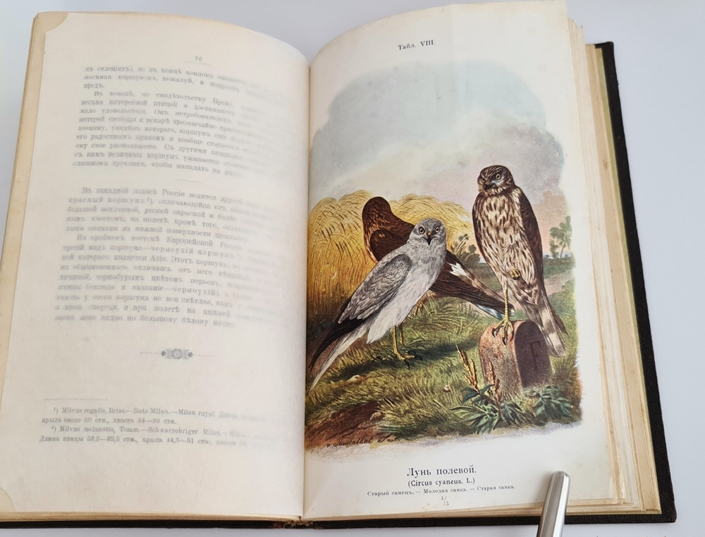 "Пернатые хищники. Популярные очерки из мира русских хищных птиц". Д.Н.Кайгородов. 1906 г.