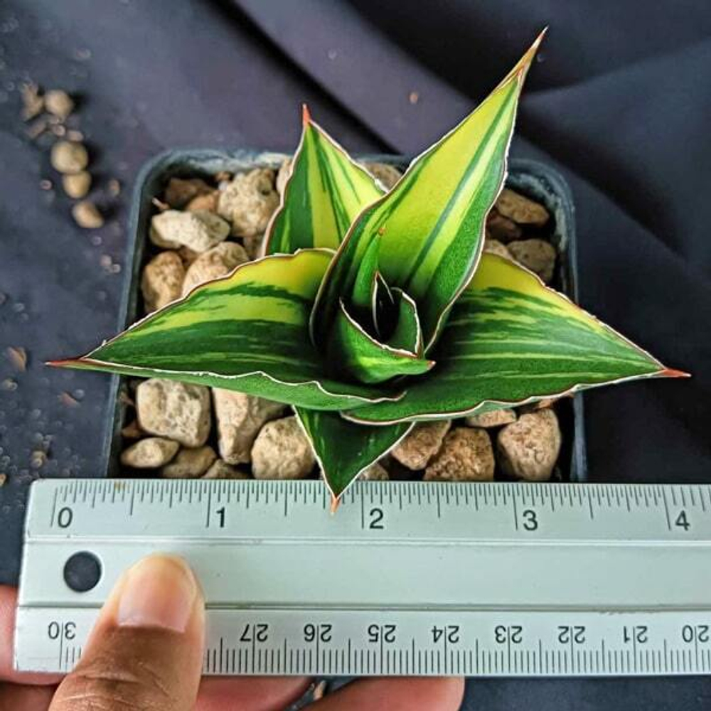 Сансевиерия TOWER VAR