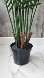 Пальма Хамедорея 200 см без кашпо / Арт 3094