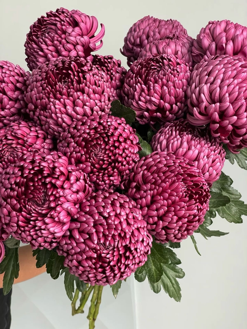 Хризантема фиолетовая