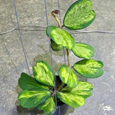 Хойя KERRII SPOT