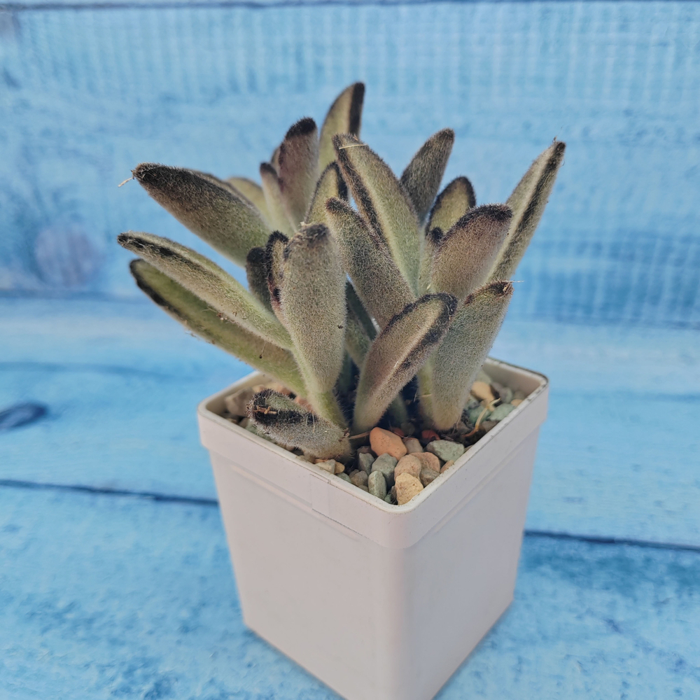 Kalanchoe Tomentosa Hybride (Каланхоэ)