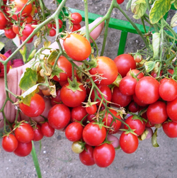 Помидоры для подвесных корзин, ампельные — Garden Pearl