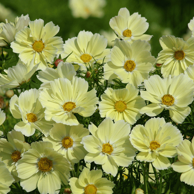 Космея дваждыперистая Ксантос Xanthos