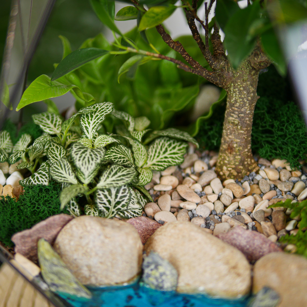 Готовый флорариум бонсай Фикус Капелла с озером