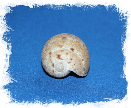 Фикус Вериджита, 6-8см, 1шт