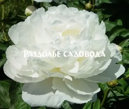 Пион травянистый Амалия Олсон