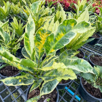 Кротон VARIEGATED – DANG (V70)