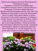 Гортензия Пепперминт двухцветная крупнолистовая
