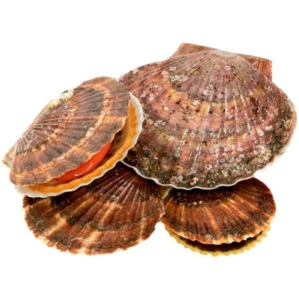 Гребешок морской в ракушке