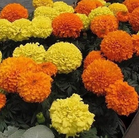 Бархатцы прямостоячие Тайшан Микс