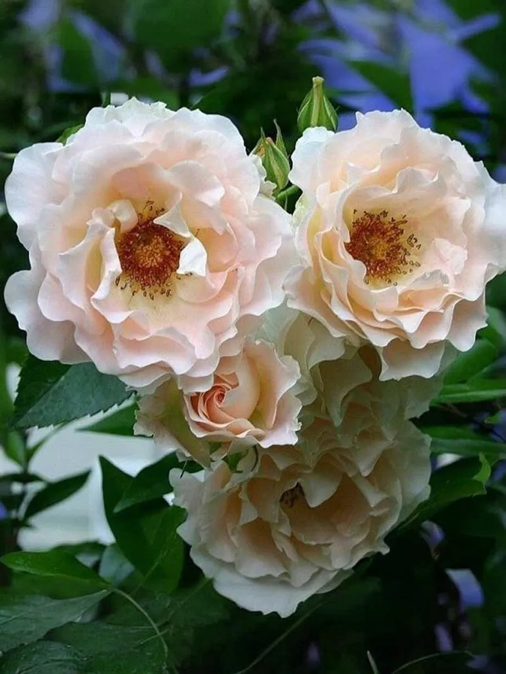 Роза шраб Рококо