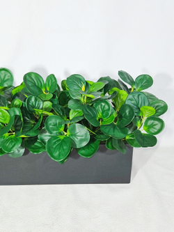 Пеперомия зеленая 60см в длинном деревянном ящике