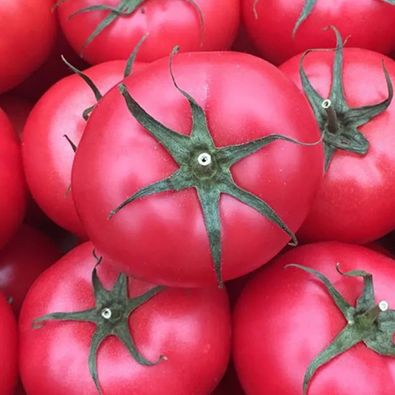 Грифон F1 семена томата индетерминантного (Nunhems / ALEXAGRO) культура – фото 3