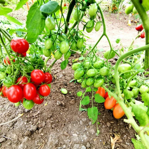 Помидоры Черри Сумасшедшие Красные Ягоды - Red Berries Crazy Cherry Tomato